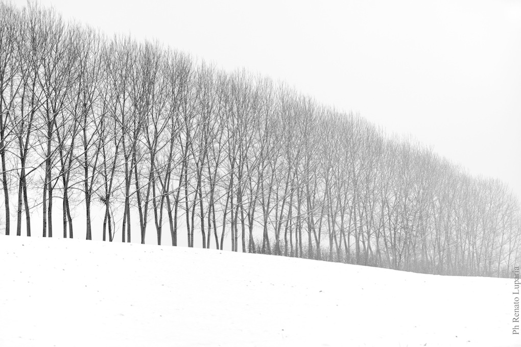 Attraverso l’albero: storie di radici